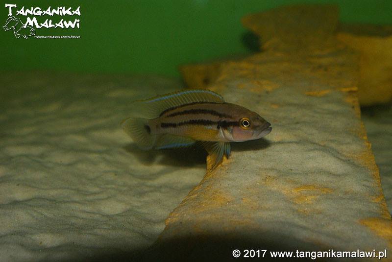 Neolamprologus bifasciatus